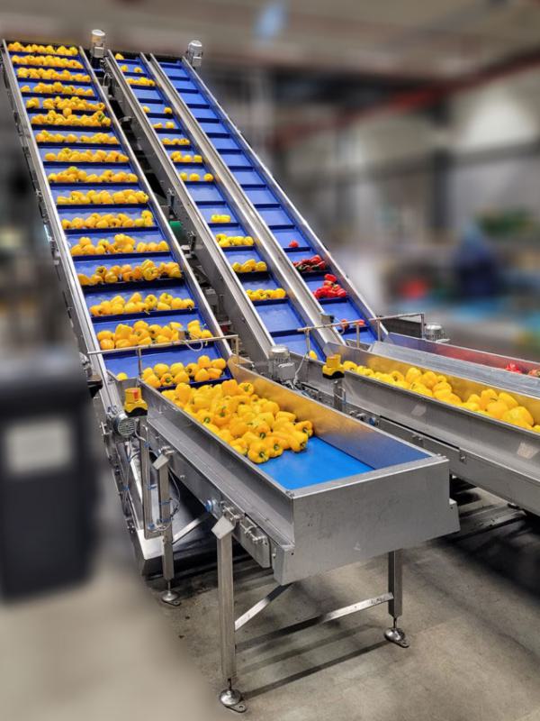 Feeding conveyors for peppers